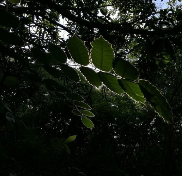 foto:Javier Espinoza  Matla - lo hecho en México