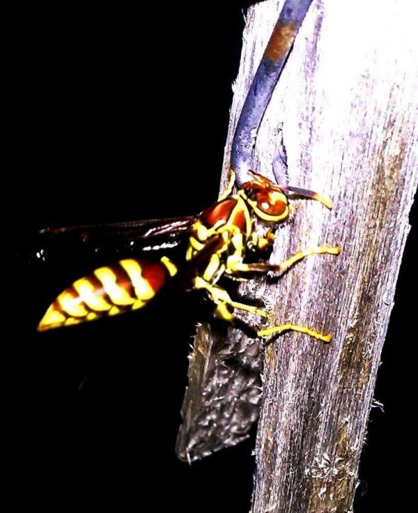 foto:Roberto Cisneros Cárdenas - lo hecho en México