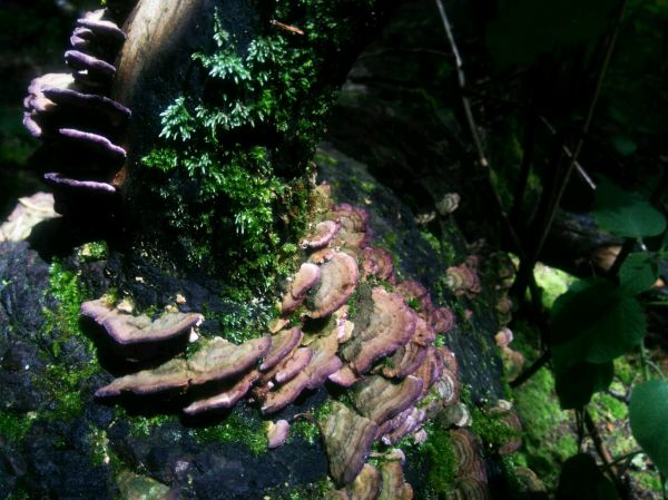 foto:Martin Mendoza  Martinez - lo hecho en México