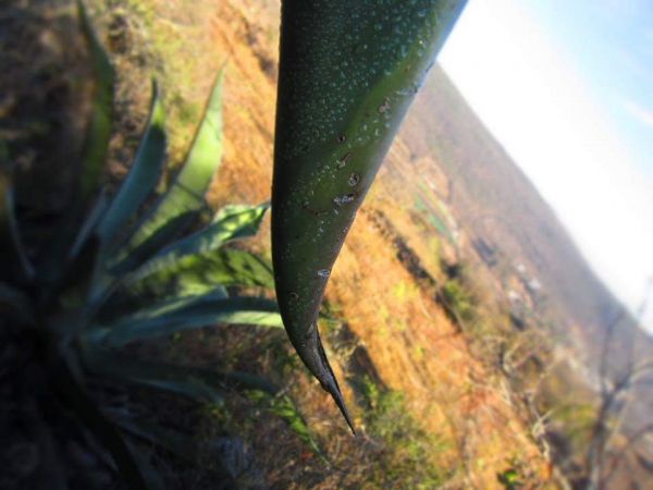 foto:Reyna Nieto Bocanegra - lo hecho en México