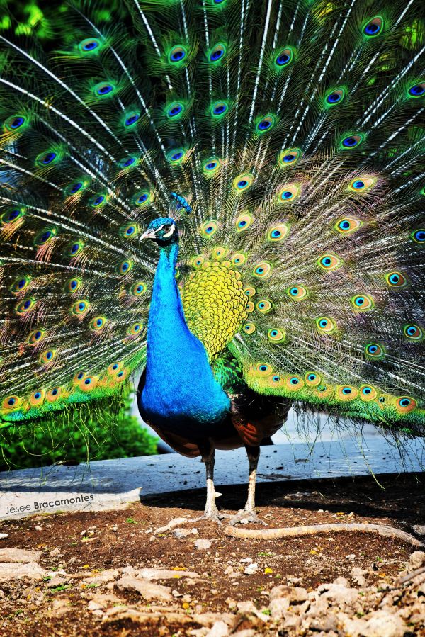 foto:Jessica Bracamontes Orozco - lo hecho en México