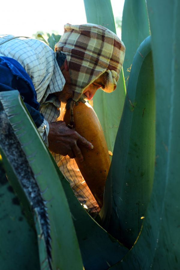 foto:Jonathan Omar  Gallardo  Dominguez - lo hecho en México