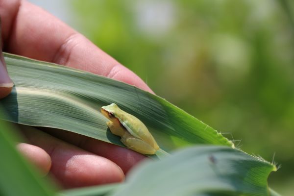 foto:Arisbeth  Hernández  Alonso  - lo hecho en México