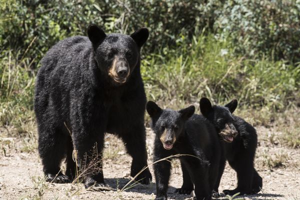foto:Eduardo  Lugo Cabrera - lo hecho en México
