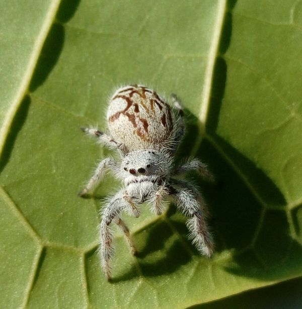 foto:Rafael Garcia de Quevedo Machain - lo hecho en México