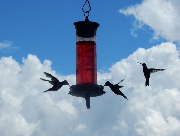 foto:VIVIANA CIRIGO LANDGRAVE - lo hecho en México