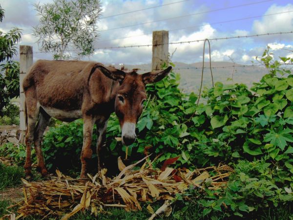 foto:Diana Laura Gutiérrez Rosas - lo hecho en México