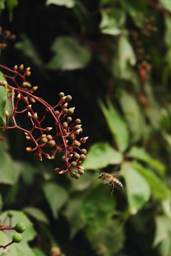 foto:Alvaro Cortés  Cerón  - lo hecho en México