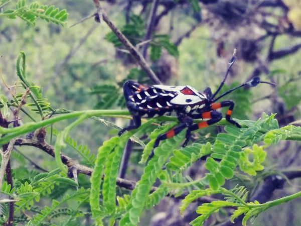 foto:Gabriela Mendoza Olmos - lo hecho en México