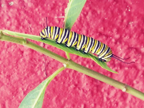 foto:Gabriela Mendoza Olmos - lo hecho en México