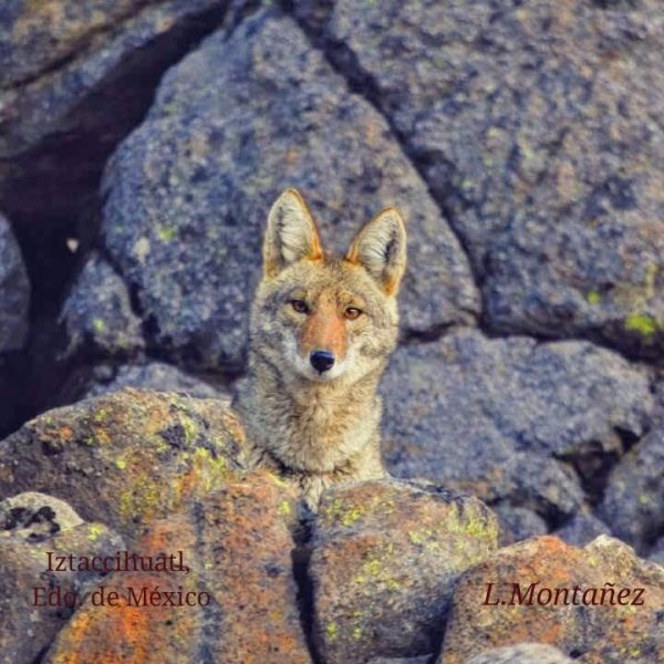 foto:Livingstonne  Montañez Torres - lo hecho en México