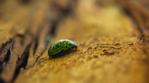 foto:Luis Joaquín  Ruano  Tapia - lo hecho en México