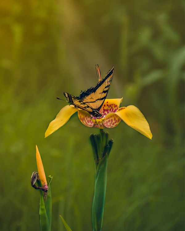 foto:LUIS MIGUEL HERNÁNDEZ  VÁSQUEZ  - lo hecho en México