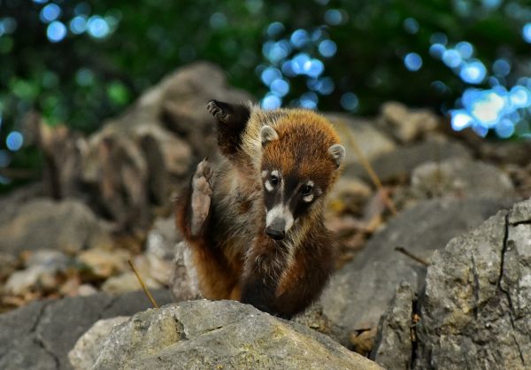 foto:Carlos Alberto Paz Gil - lo hecho en México