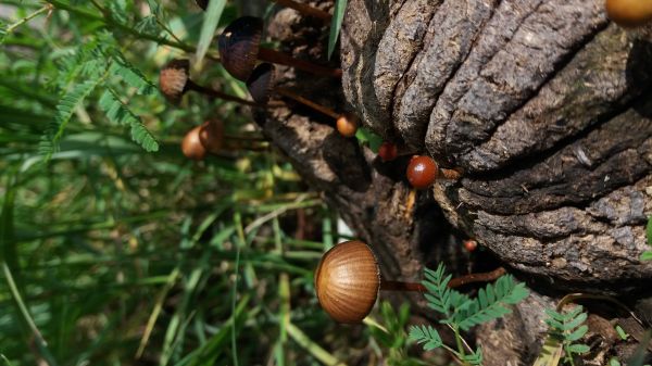 foto:Javier Vázquez  Vargas  - lo hecho en México