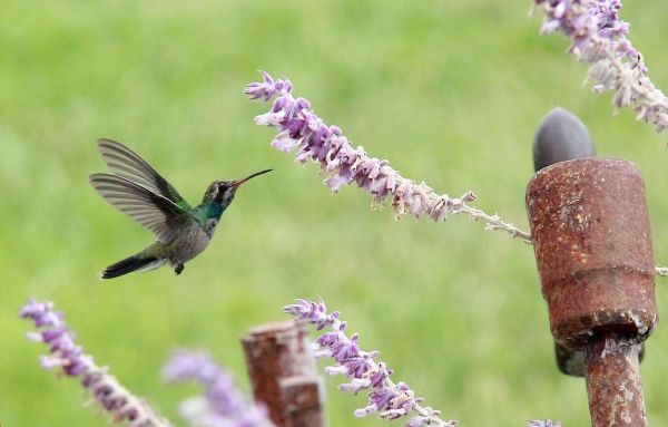 foto:Filiberto Segundo Bautista Cañamar - lo hecho en México