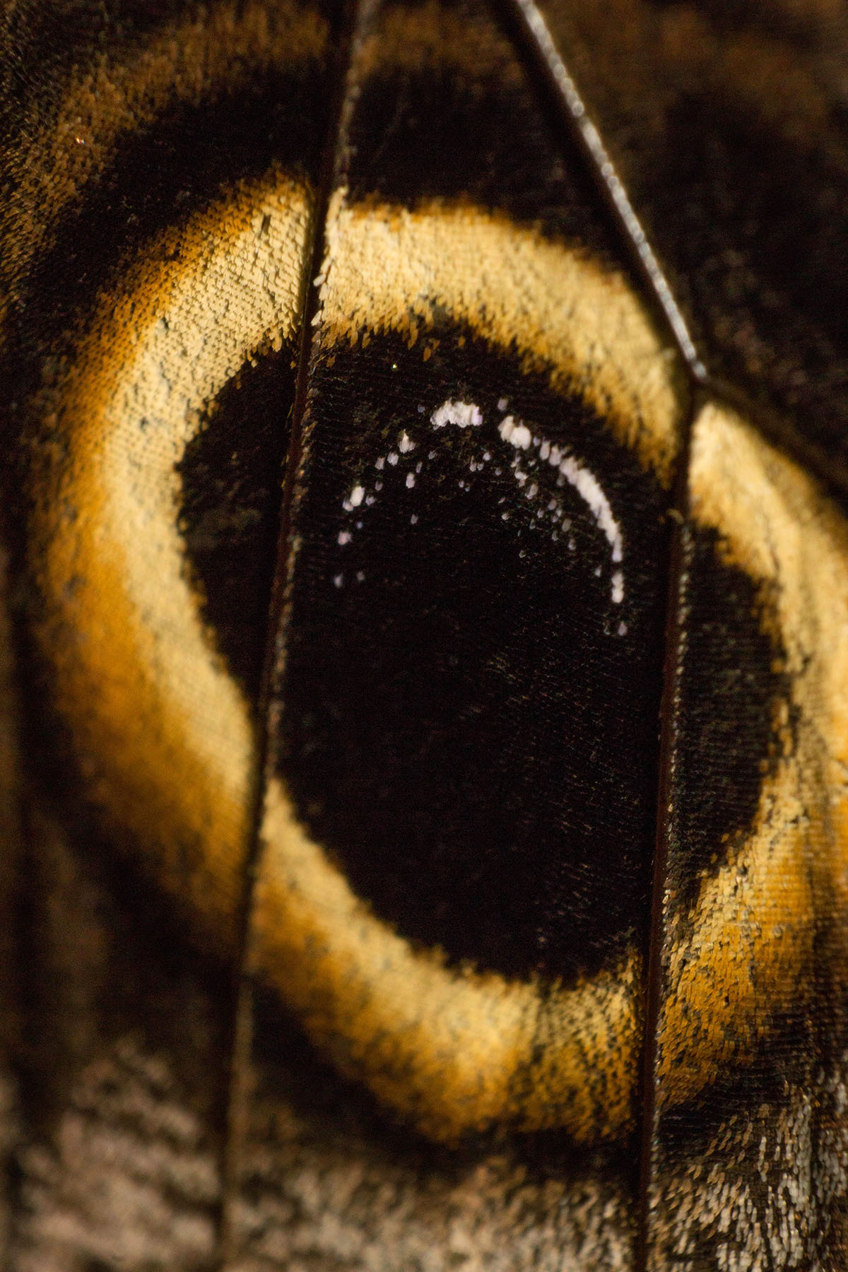 foto:Mildred Hernandez Toto - lo hecho en México