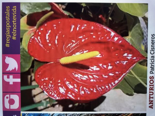 foto:María Patricia Cisneros Quiroga - lo hecho en México