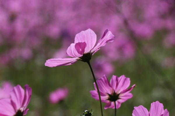foto:Luis Eduardo Santiago Santiago - lo hecho en México