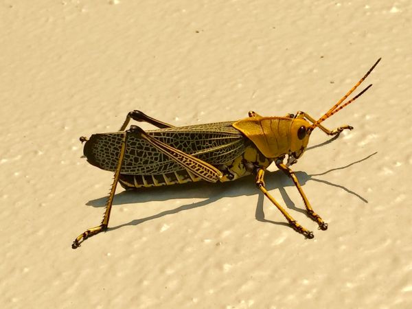 foto:Adriana Escobar Contreras - lo hecho en México