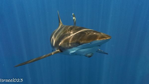 foto:José Israel  Meza Meza - lo hecho en México