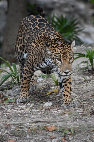 foto:Luis Gerardo  Casas Conde  - lo hecho en México