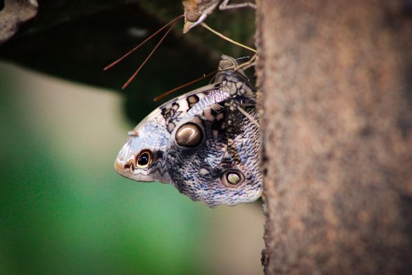 foto:Ligia Alejandra Cabral  Uribe - lo hecho en México