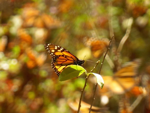 foto:Valeria  Godínez  Saucedo  - lo hecho en México