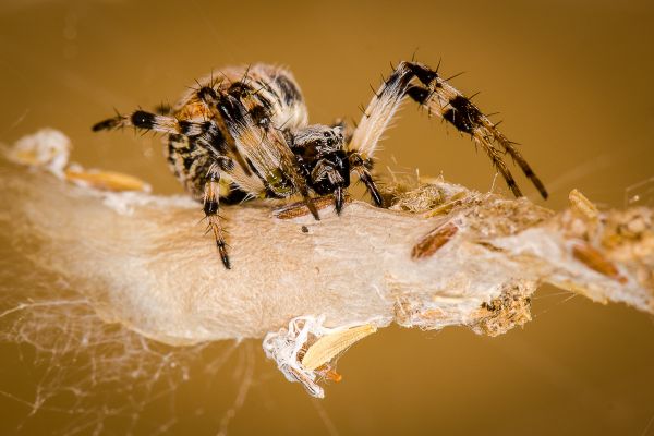 foto:Rene Alberto Villarreal Mayorga - lo hecho en México