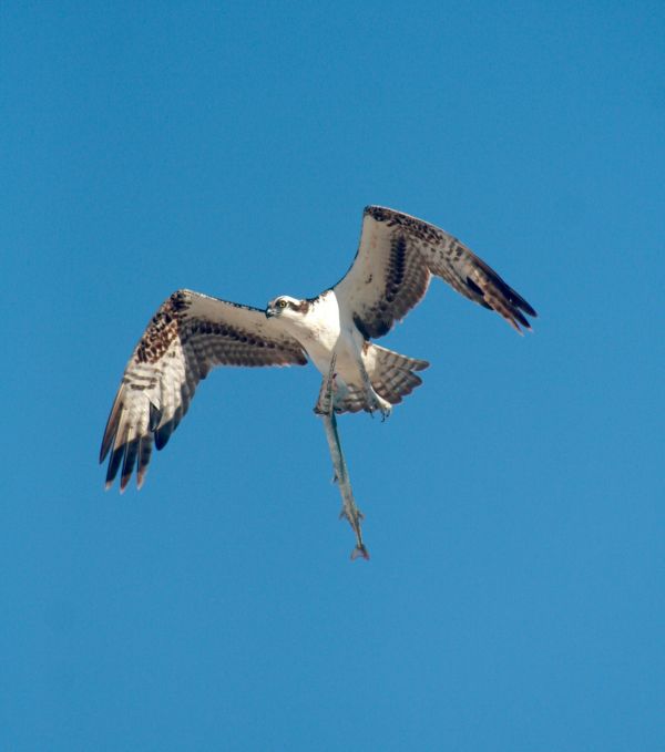 foto:Paul Frenk Baron - lo hecho en México