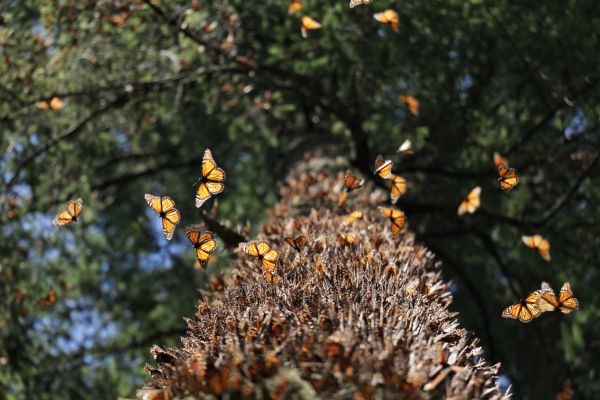 foto:Fernando Maldonado Martínez - lo hecho en México