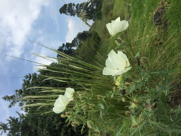 foto:ADRIANA GUADALUPE RAMIREZ CAMACHO - lo hecho en México