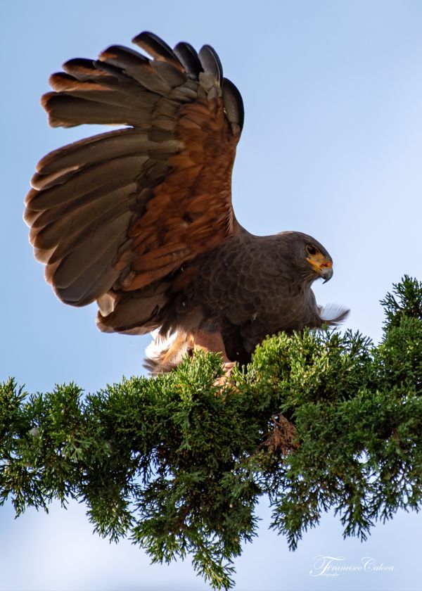 foto:Francisco Salomon Caloca Torres - lo hecho en México