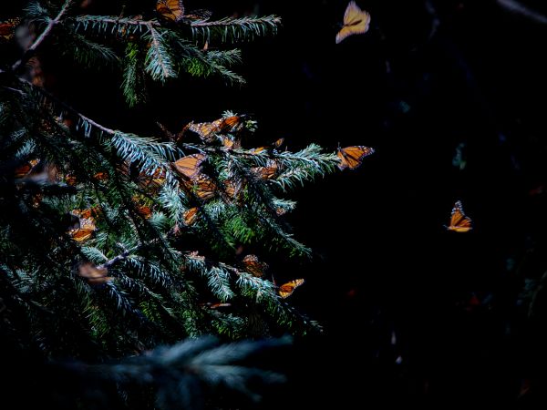 foto:RAMSES  GUADARRAMA  MANCILLA  - lo hecho en México