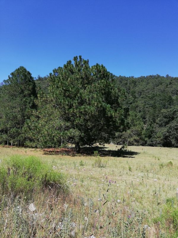 foto:Olga Briseño Govela - lo hecho en México