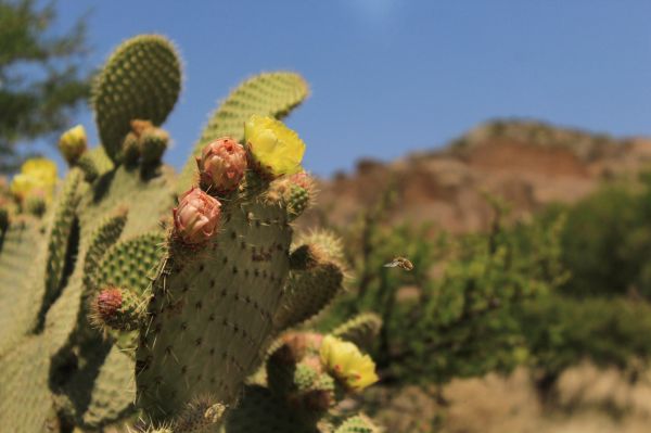 foto:Pedro Alberto Vallejo Cerda - lo hecho en México