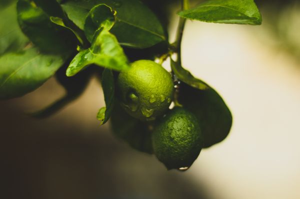 foto:Luz Daniela  Muñoz Macias - lo hecho en México