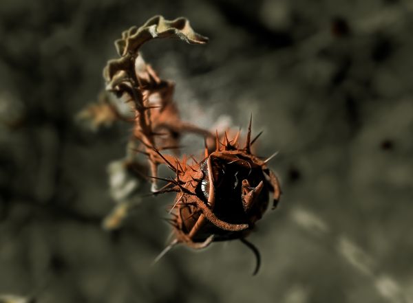 foto:Maria de la paz Perez Cárcova - lo hecho en México