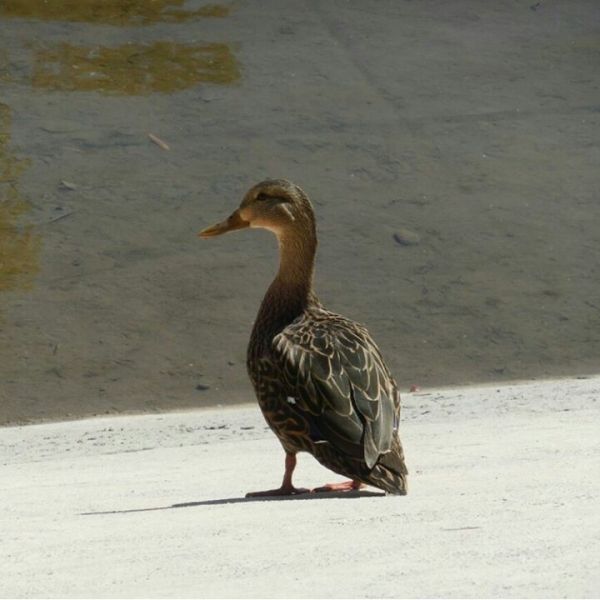 foto:Daniel de Jesús  Rodríguez Trujillo - lo hecho en México