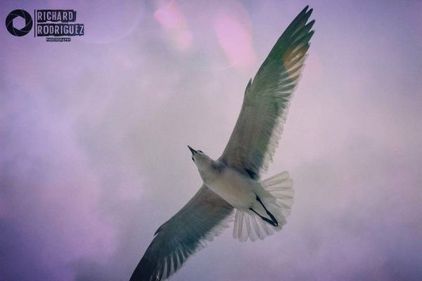 foto:Ricardo Alejandro Rodriguez  Hernandez - lo hecho en México