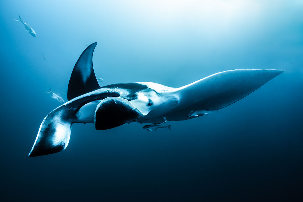 foto:Braulio Lopez Gonzalez - lo hecho en México