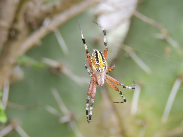foto:JANETH DOMINGO PLATA - lo hecho en México