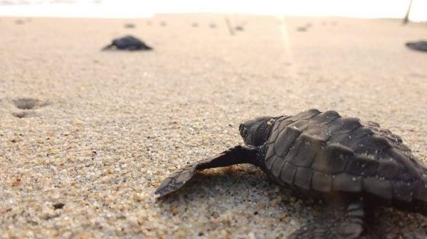 foto:Enrique Alfredo Vidal Martínez - lo hecho en México