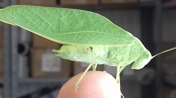 foto:Alicia Lucía Alvarado Rojas - lo hecho en México