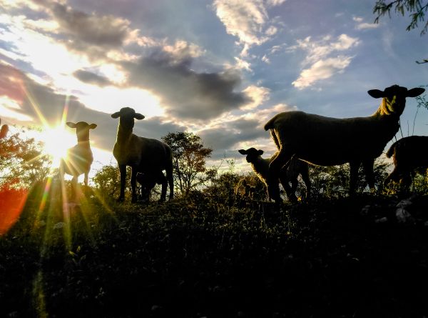 foto:Marcelo  Palacios Chavez - lo hecho en México