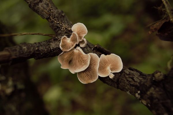 foto:Francisco Antonio Sierra Sanchez - lo hecho en México