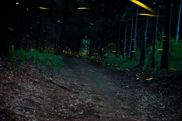 foto:Mario Alberto Bastida Vargas - lo hecho en México