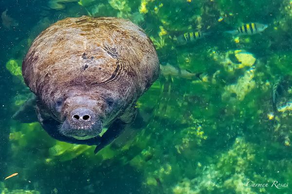 foto:Carmen Olivia Rosas Correa - lo hecho en México