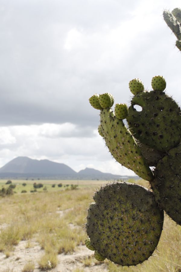 foto:Leonardo Carreón Arriaga  - lo hecho en México