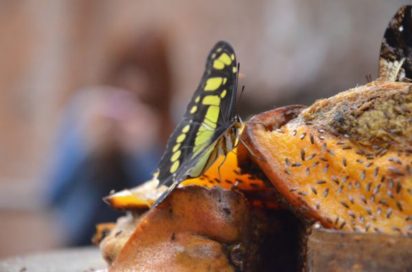 foto:Jesús Walfri  Vaca López - lo hecho en México